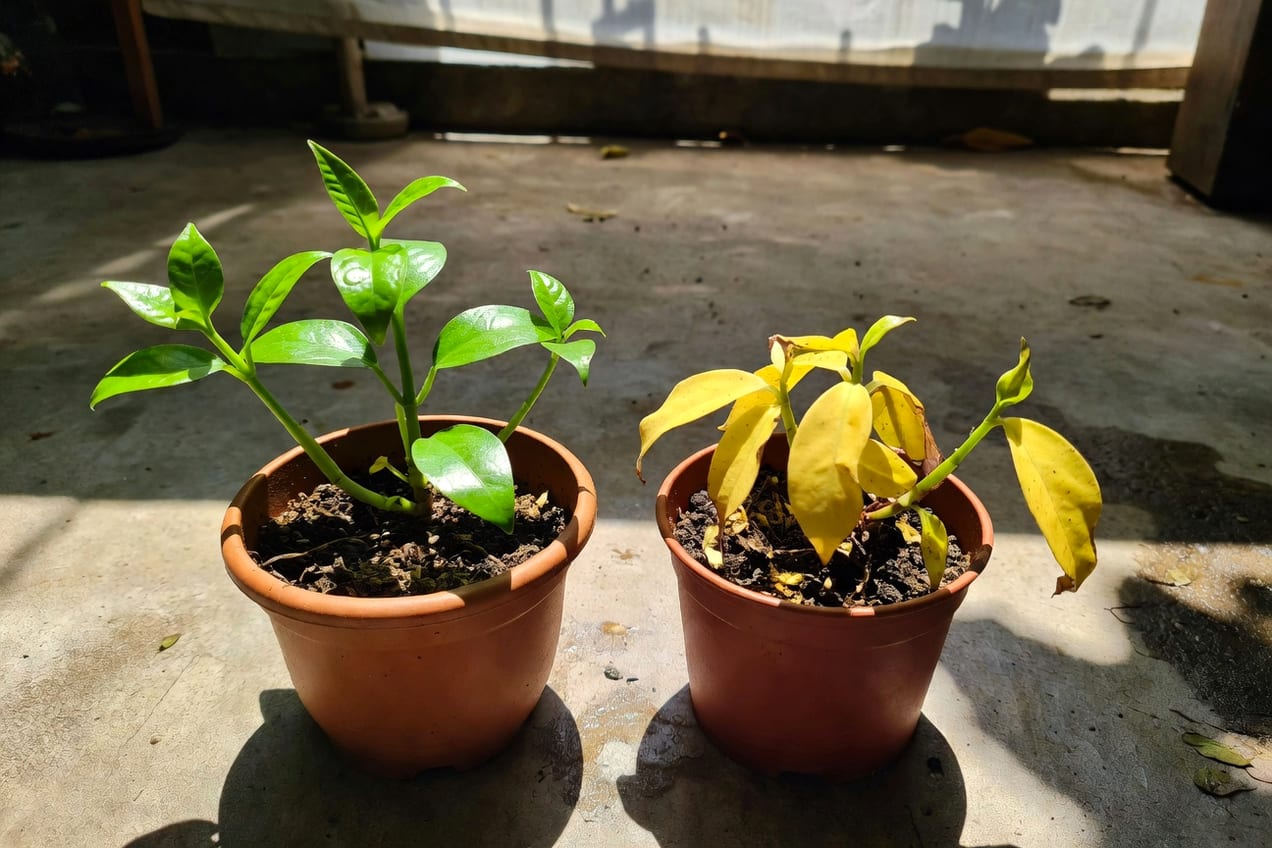 植物澇害恢復對比，左側健康新葉，右側黃葉，盆栽在台灣半戶外空間，無人物。