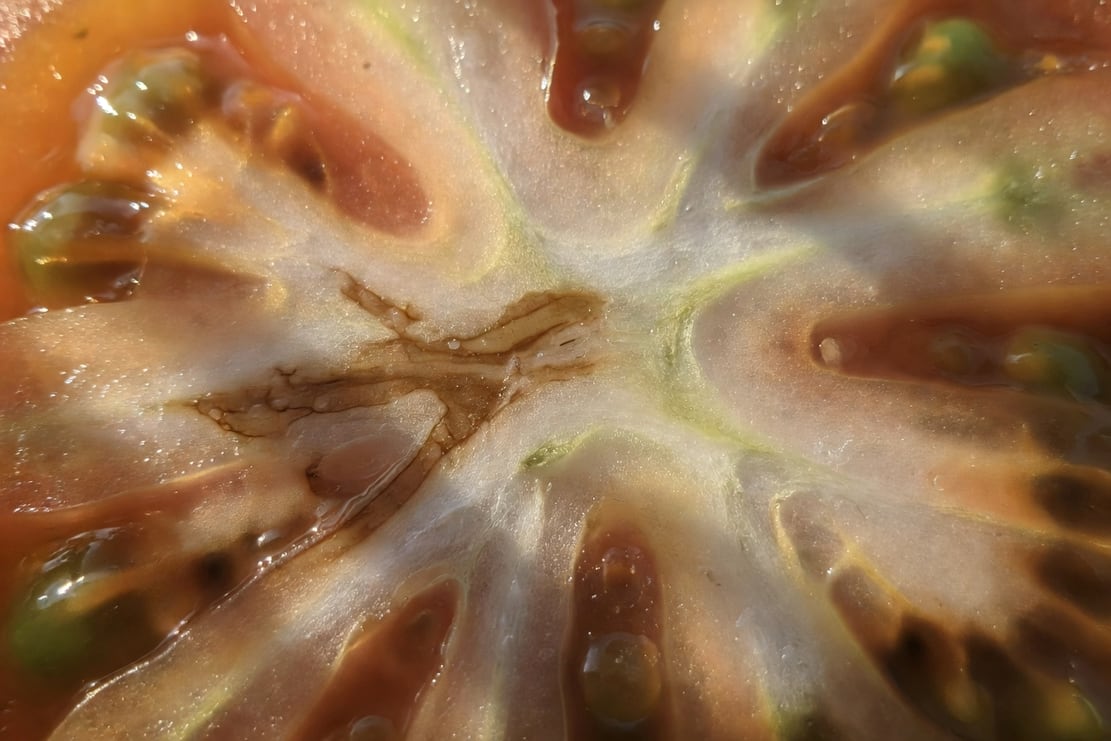 縱切番茄莖部顯示維管束褐色條紋與健康白色對比