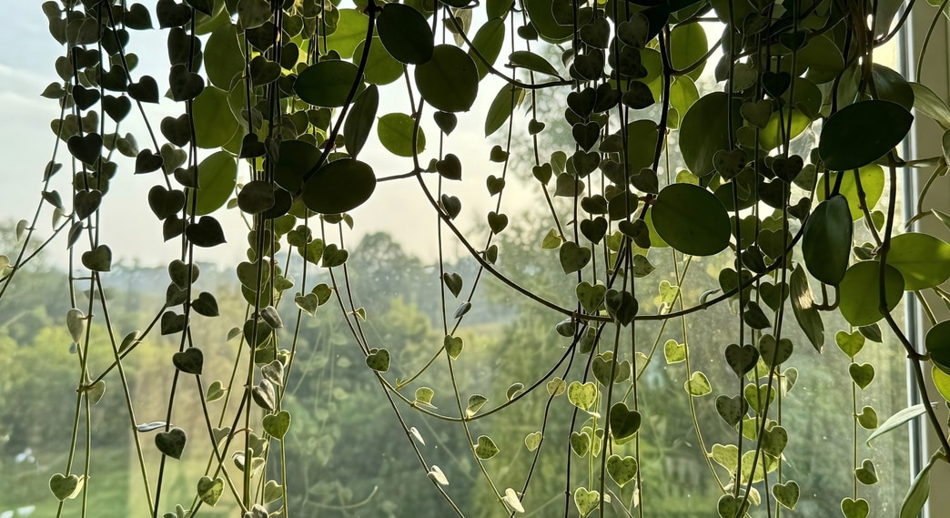 窗邊垂掛愛之蔓與毬蘭葉片交錯，背景透柔和午後陽光與綠意