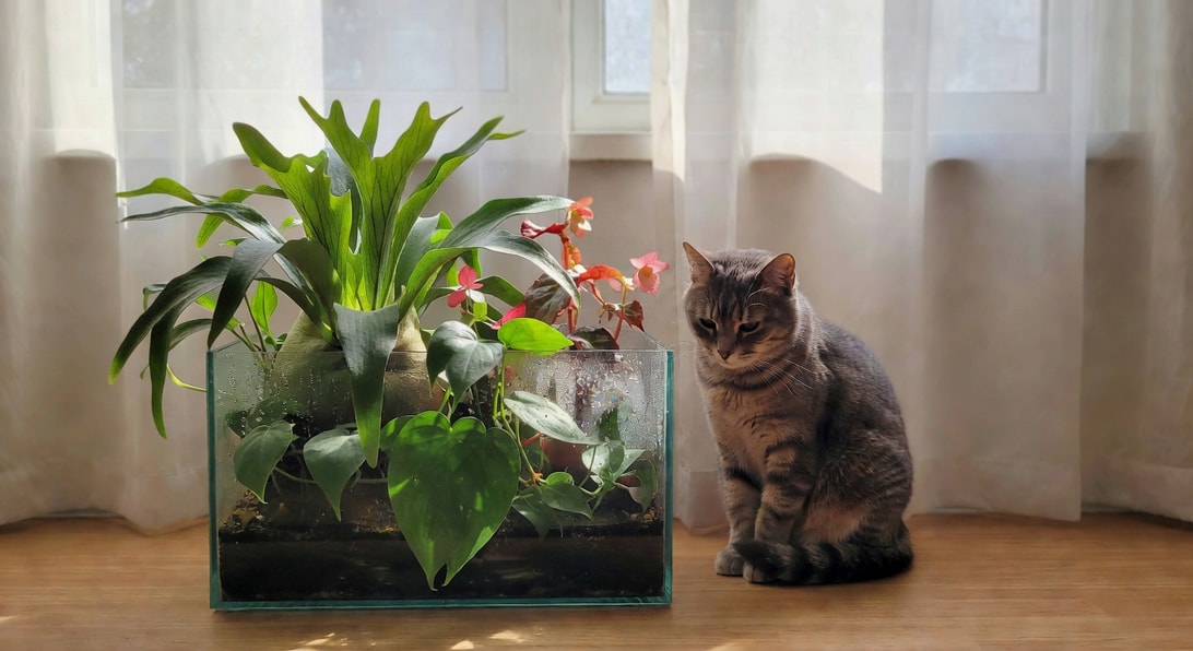 室內窗邊玻璃植物箱種鹿角蕨等植物，玻璃凝結水珠旁貓靜觀