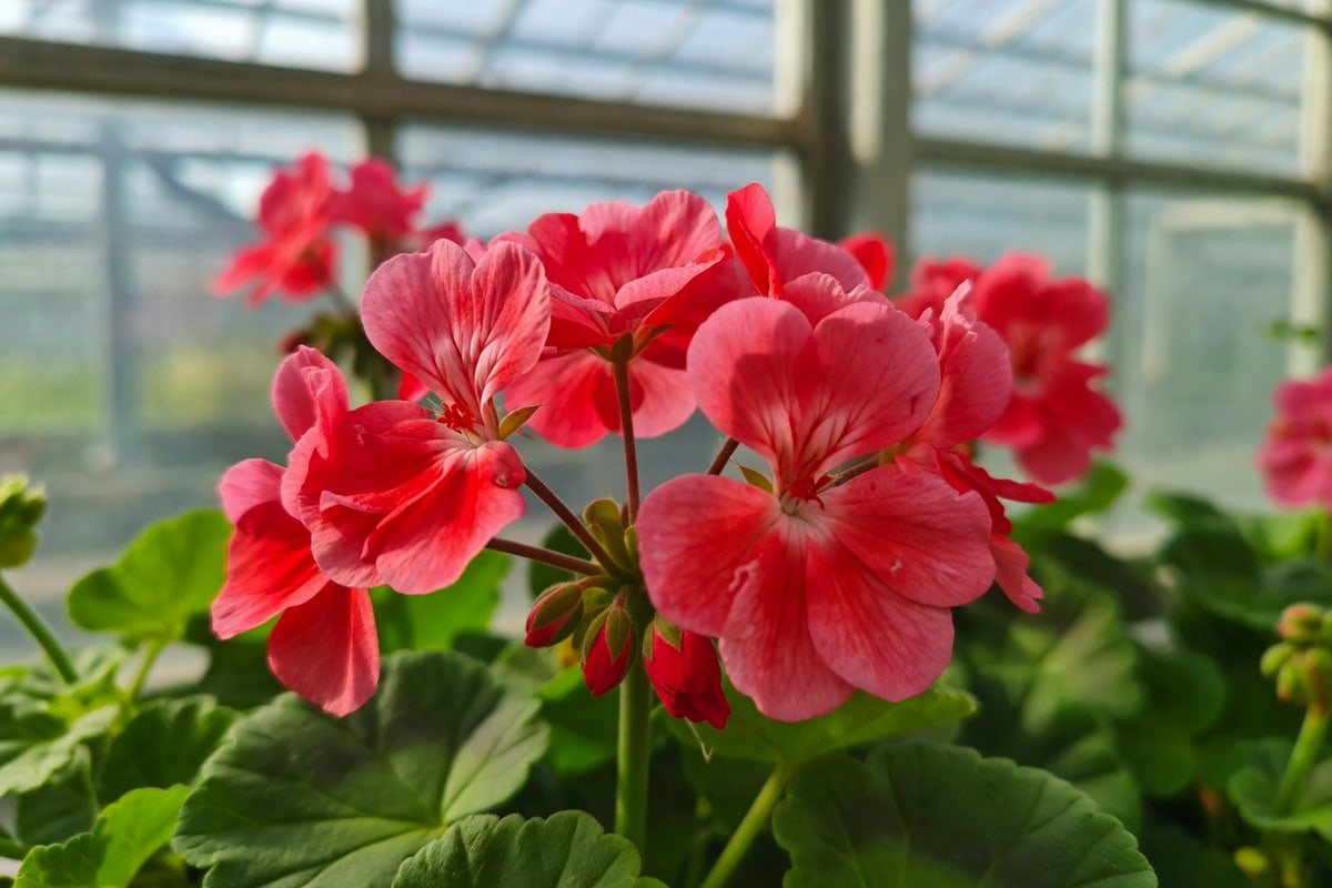 近距離特寫天竺葵花朵結構，紅色粉紅花瓣細節紋理清晰呈現，共18字