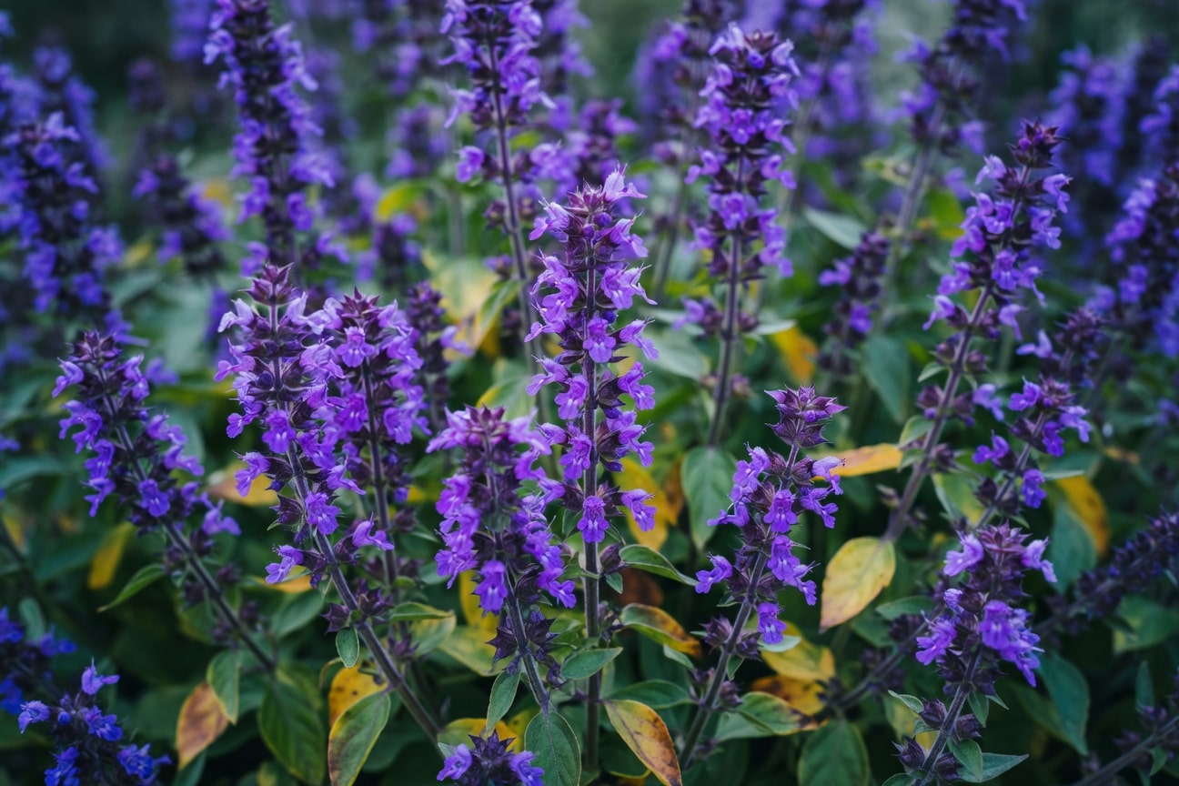 秋季羅勒紫色花穗盛開,細小花朵密集排列的特寫鏡頭(15字)