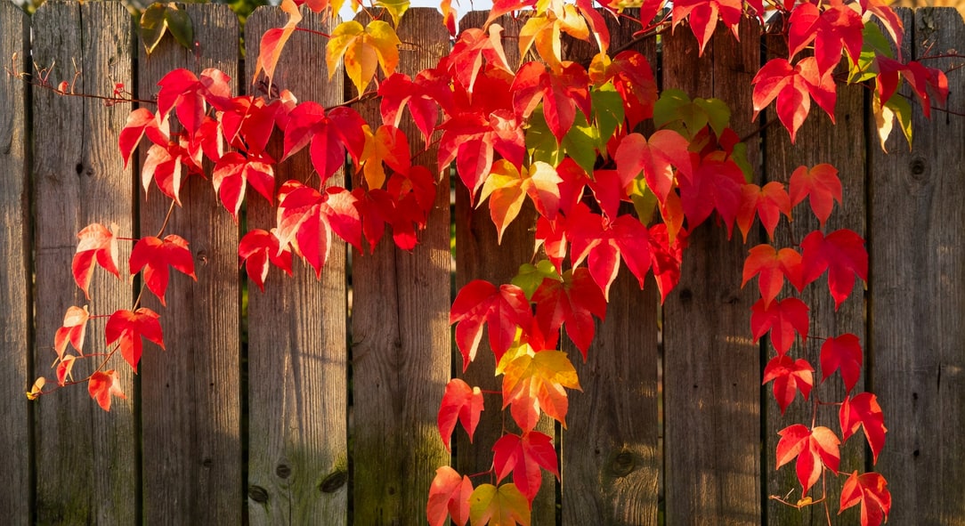 爬牆虎會破壞磚牆嗎？地錦與爬牆虎的種植注意事項 - 圖片 3