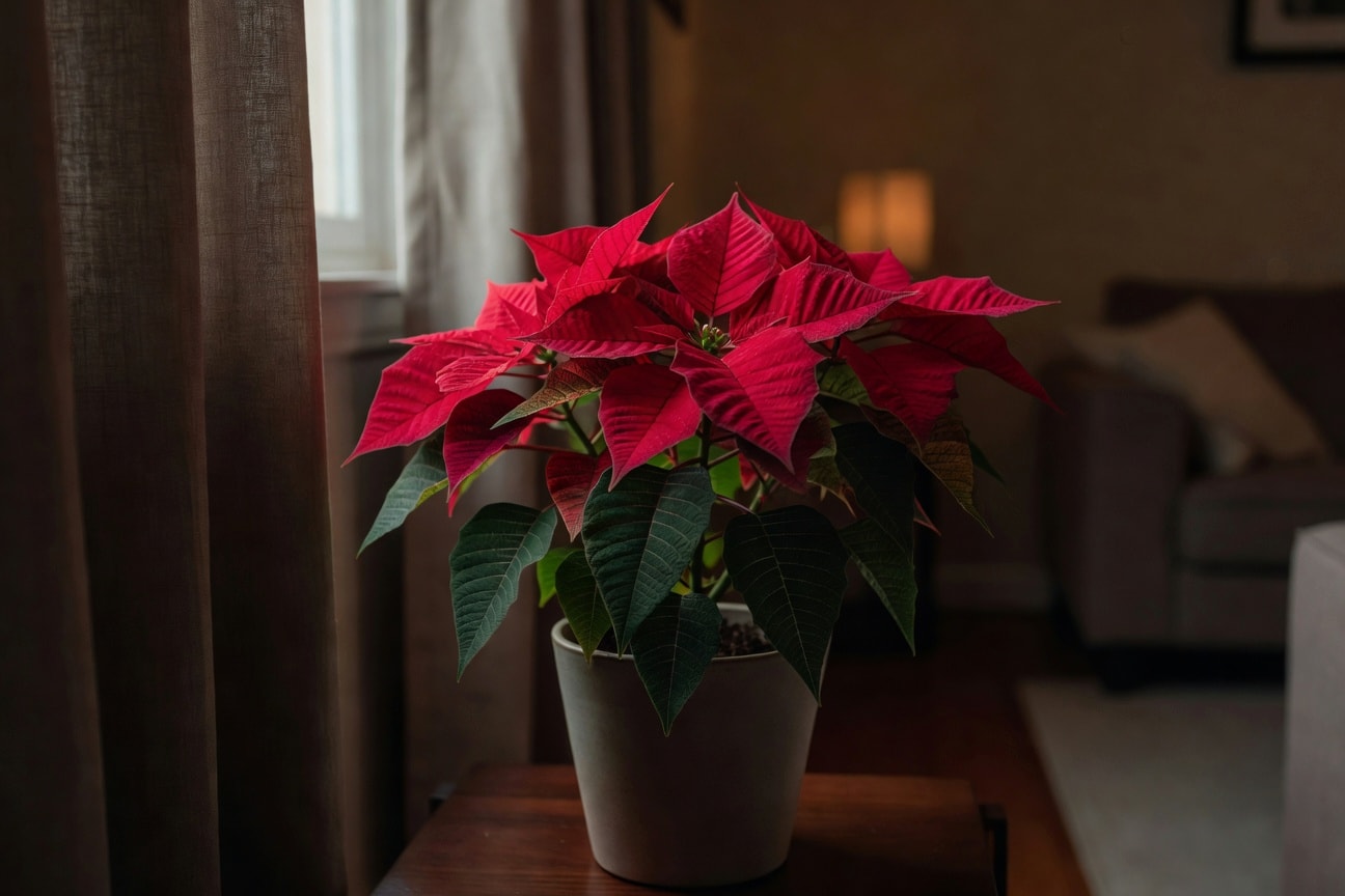 客廳聖誕紅盆栽置於窗邊被窗簾部分遮擋