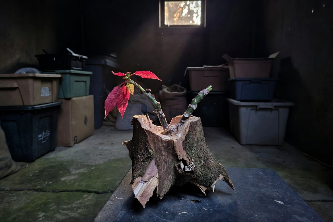 聖誕紅掉葉後修剪樹樁在冷暗環保儲藏環境中