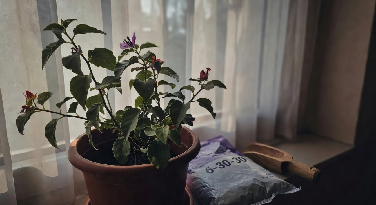 陽台九重葛旁開花肥料包裝（6-30-30）和木製量勺，葉片乾燥但活力十足紫紅花苞初現