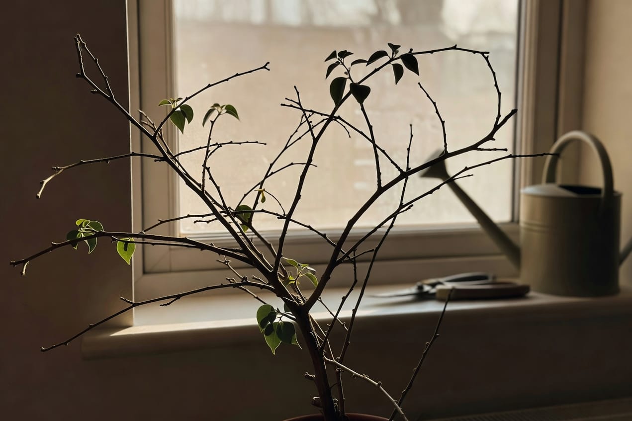 冬季室內窗邊休眠九重葛葉片稀少枝幹明顯，旁邊澆水壺和修剪工具窗外柔和光線
