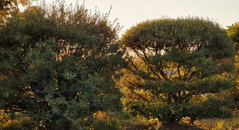 修剪時機的科學判斷