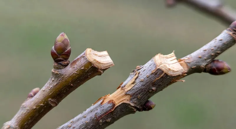 這張圖片展示了正確修剪角度和傷口位置的示意圖，並與錯誤切口方式進行對比。