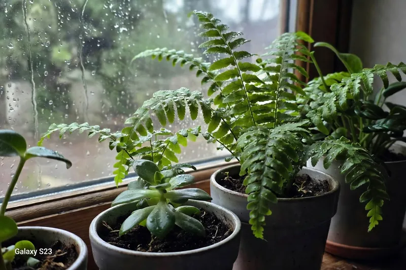 雨天園藝時，需細心掌握水分管理的細微變化，避免植物過濕或乾旱問題發生。