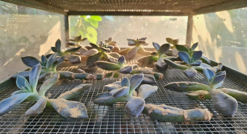 通風陰涼處修剪後多肉植物傷口沾肉桂粉，排列網架上陰乾