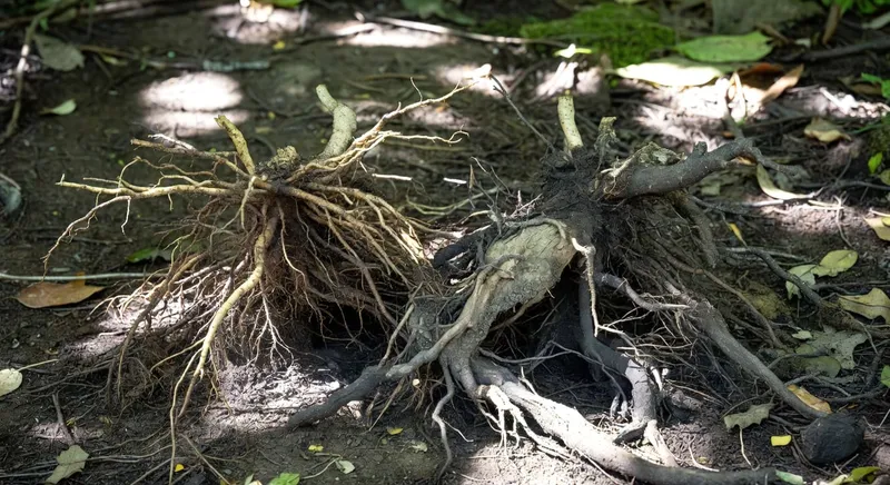 根腐病預防：健康根系與腐爛根系對比照片