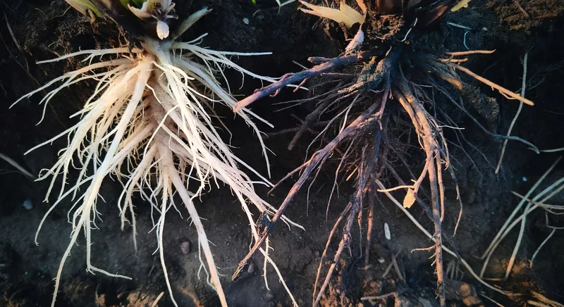 根腐病預防：健康根系與腐爛根系對比照片