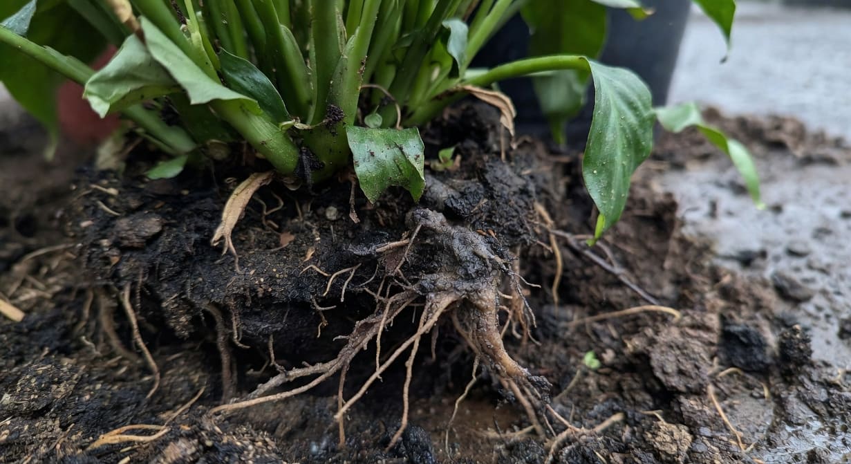 根腐病的診斷、急救與預防步驟