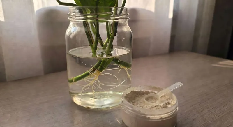 科學使用扦插生根粉激發植物再生潛能的示意圖