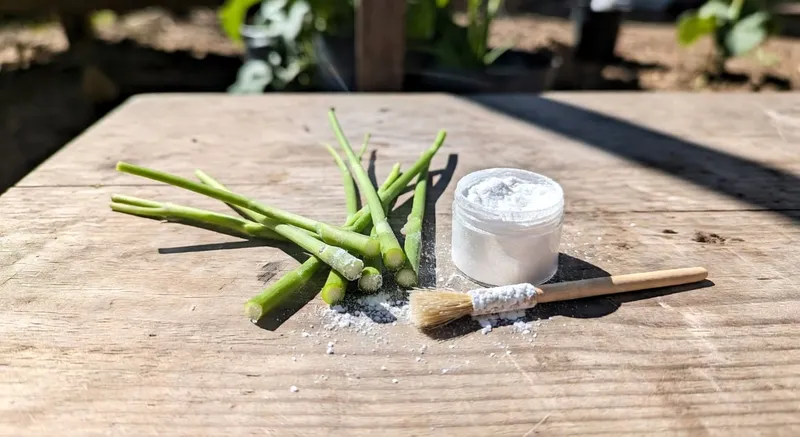 科學使用扦插生根粉激發植物再生潛能的示意圖