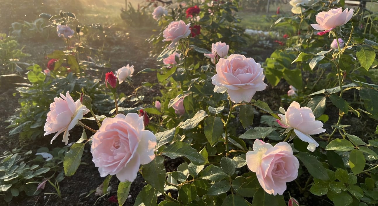 可食用玫瑰花瓣：餐桌上的優雅與奢侈 - 圖片 2