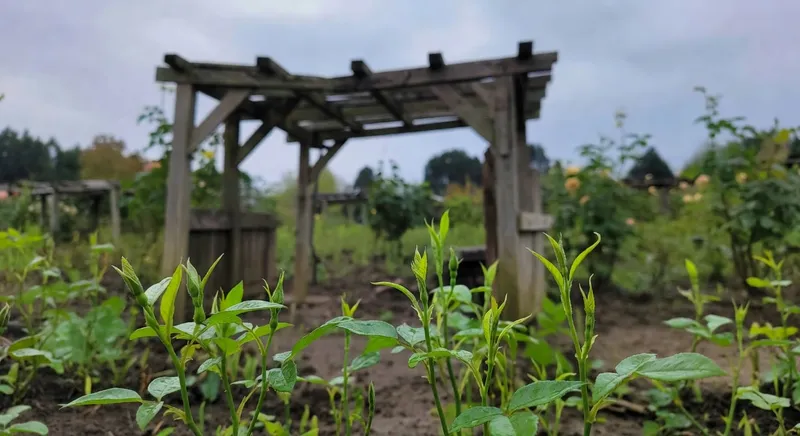 月季花園春季景象，新芽初發、細綠葉片，背景有木製花架。