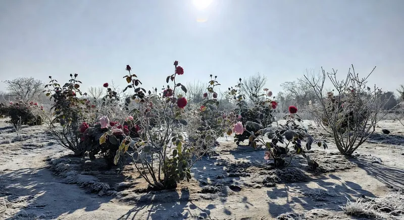 月季花園冬季景象，部分花朵尚存、背景白霜點綴、色調偏冷。