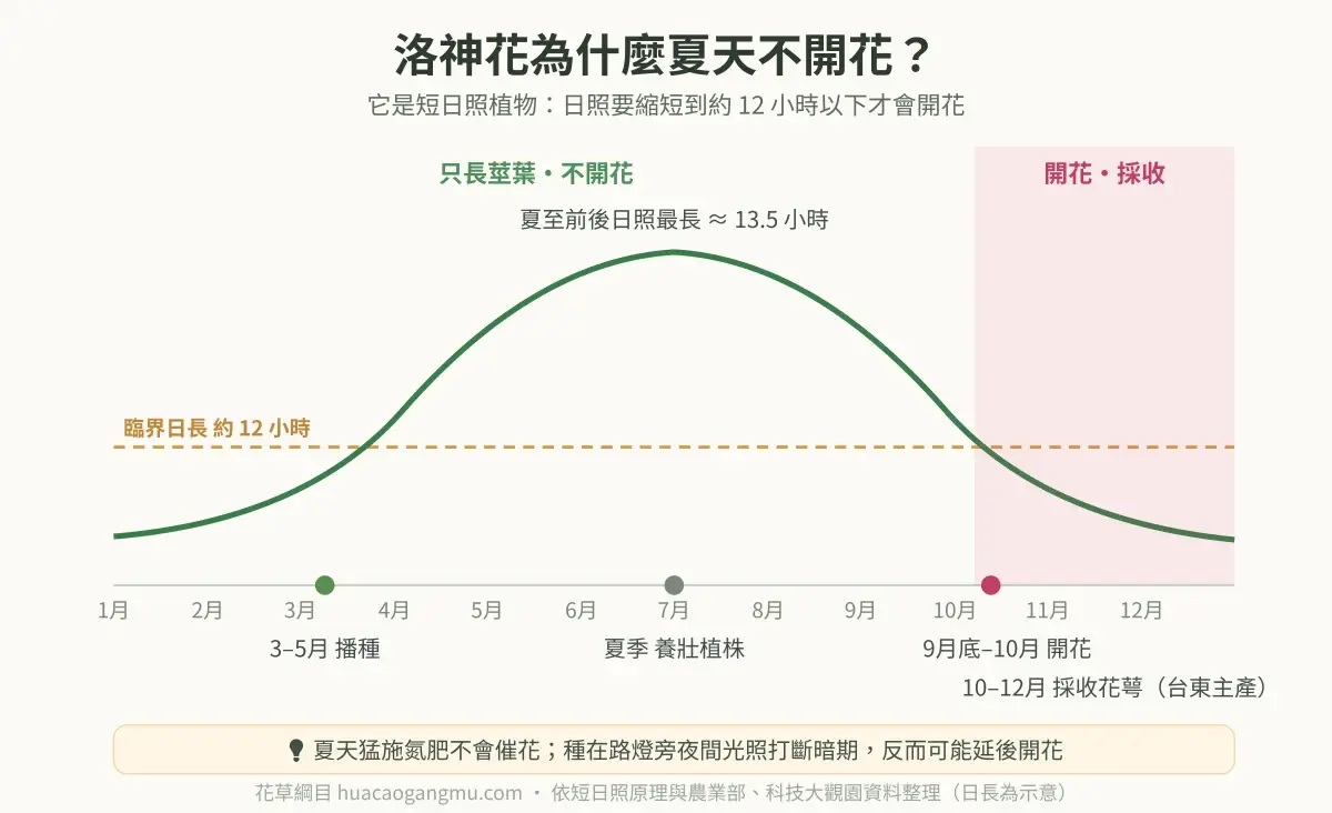 洛神花光週期時間軸:夏天日照長只長葉、九月底日照縮短才開花、十月採收