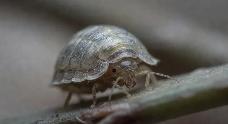 介殼蟲完全防治