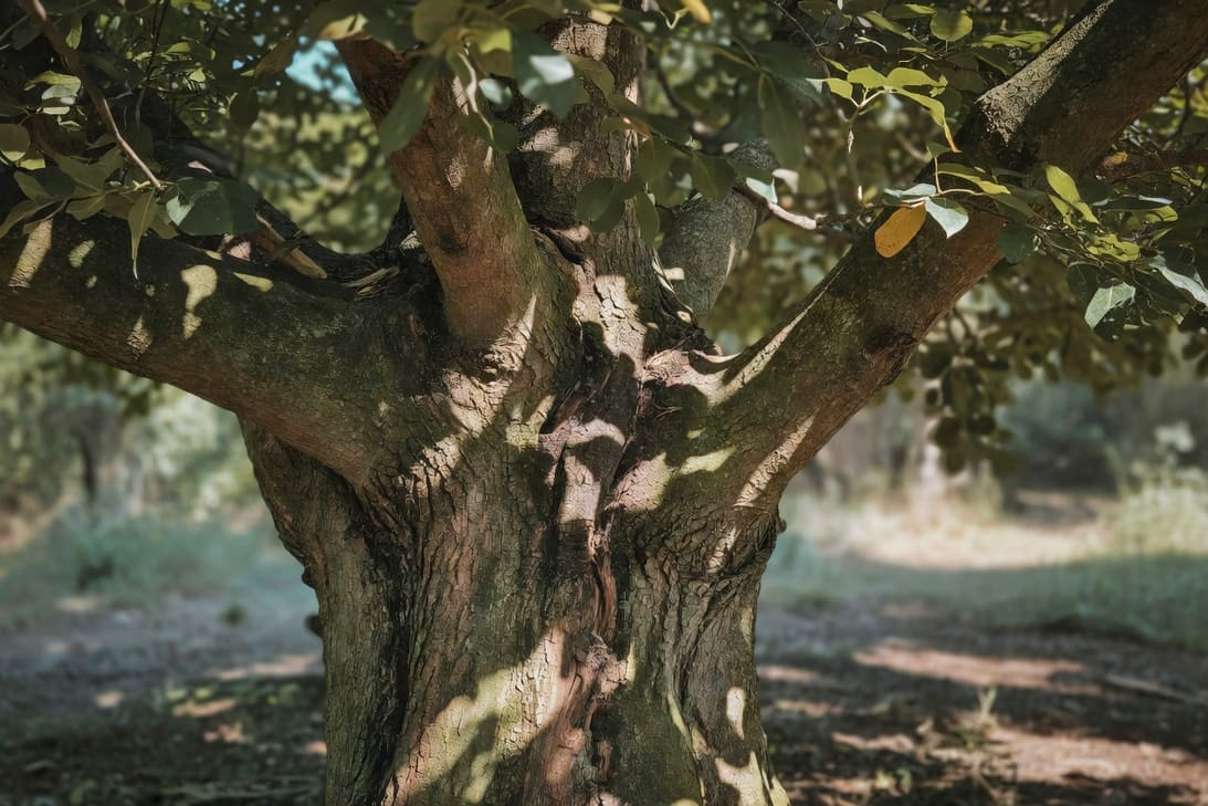 植物在人工光源下生長的綠葉特寫