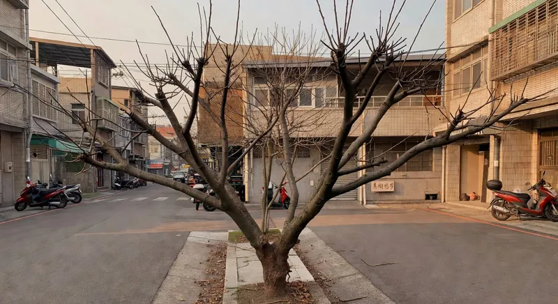 果樹的季節修剪時機與技法