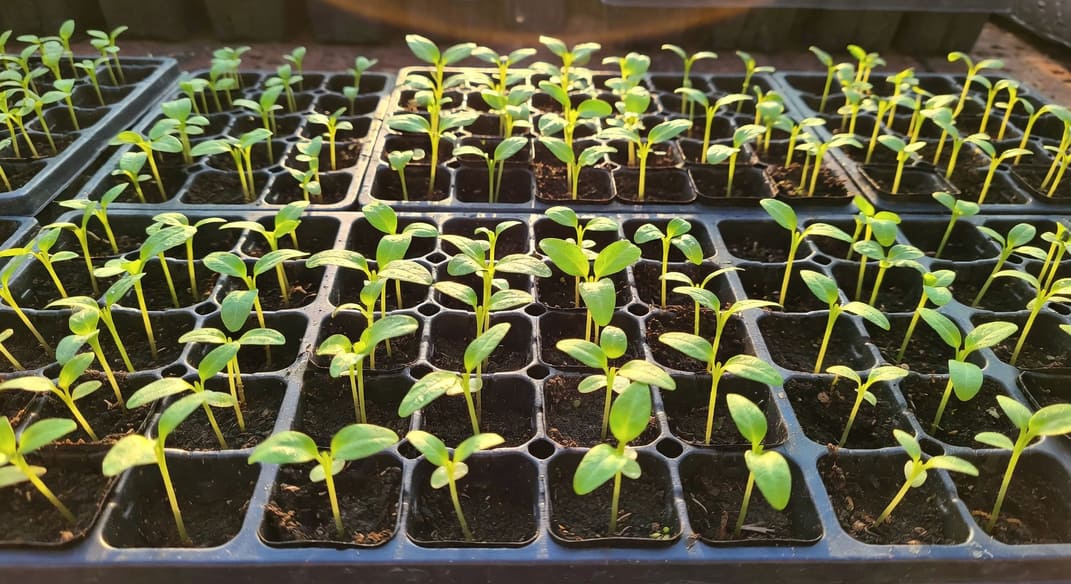育苗盤中綠葉茂盛的幼苗蓬勃生長，真葉展開，準備分苗狀態。