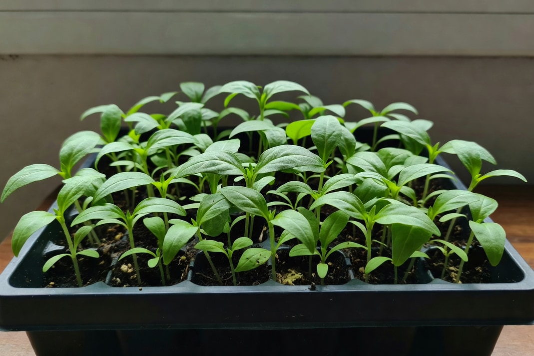 育苗盤中綠葉茂盛的幼苗蓬勃生長，真葉展開，準備分苗狀態。