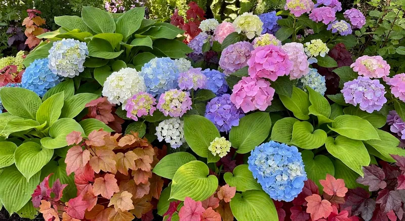 陰影下種植玉蘭、繡球花和珊瑚鈴,形成豐富色彩層次。