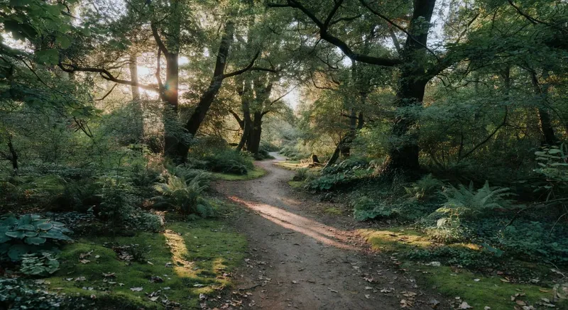 蜿蜒小徑穿越陰影林地花園,綠光柔和過濾美景。