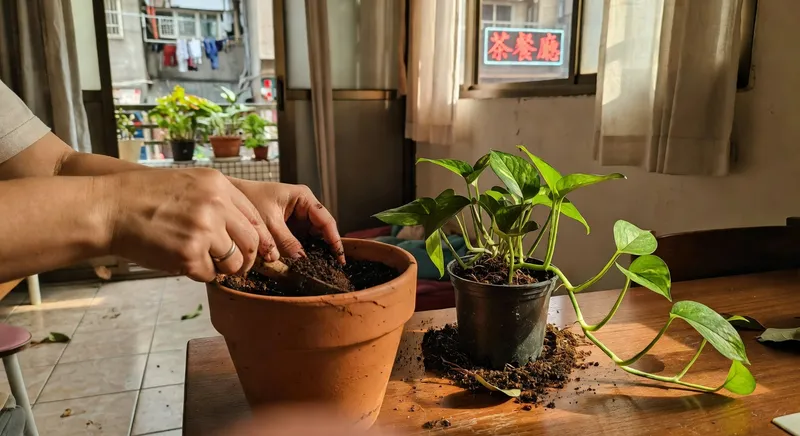 為室內植物換盆換土的過程