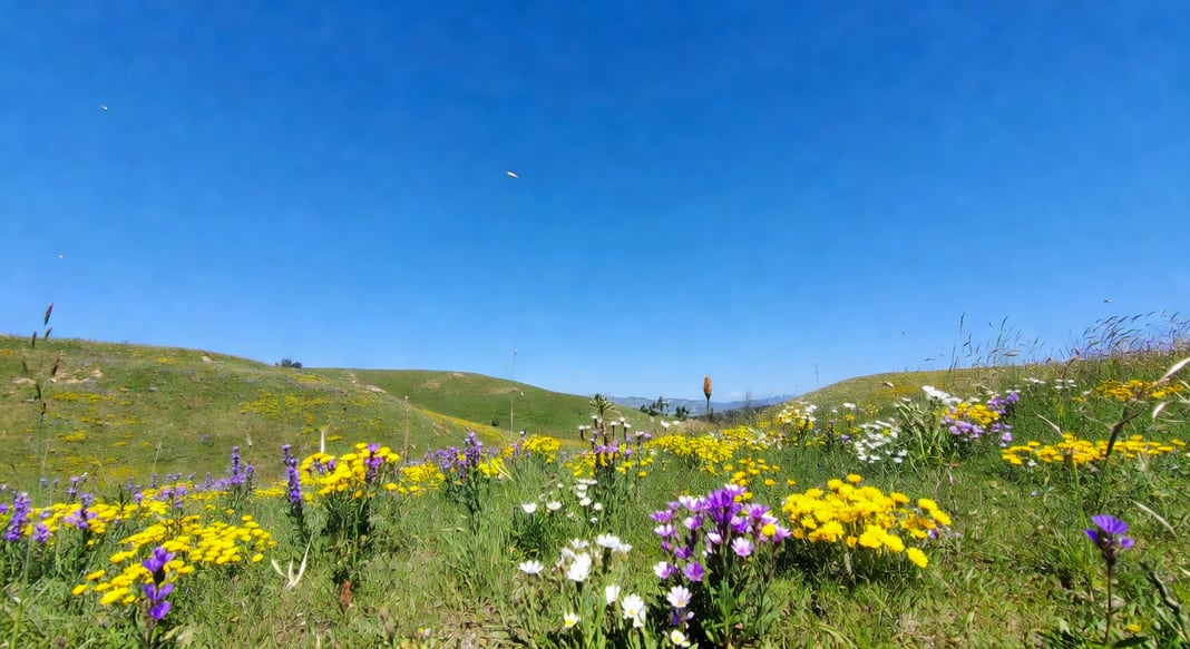 理解土壤pH值:揭開植物健康的化學密碼