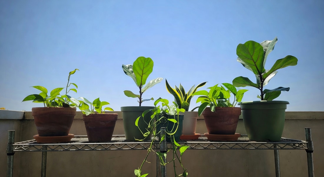 陽台植物檢疫區，新盆栽置於角落網架旁貼日期標籤