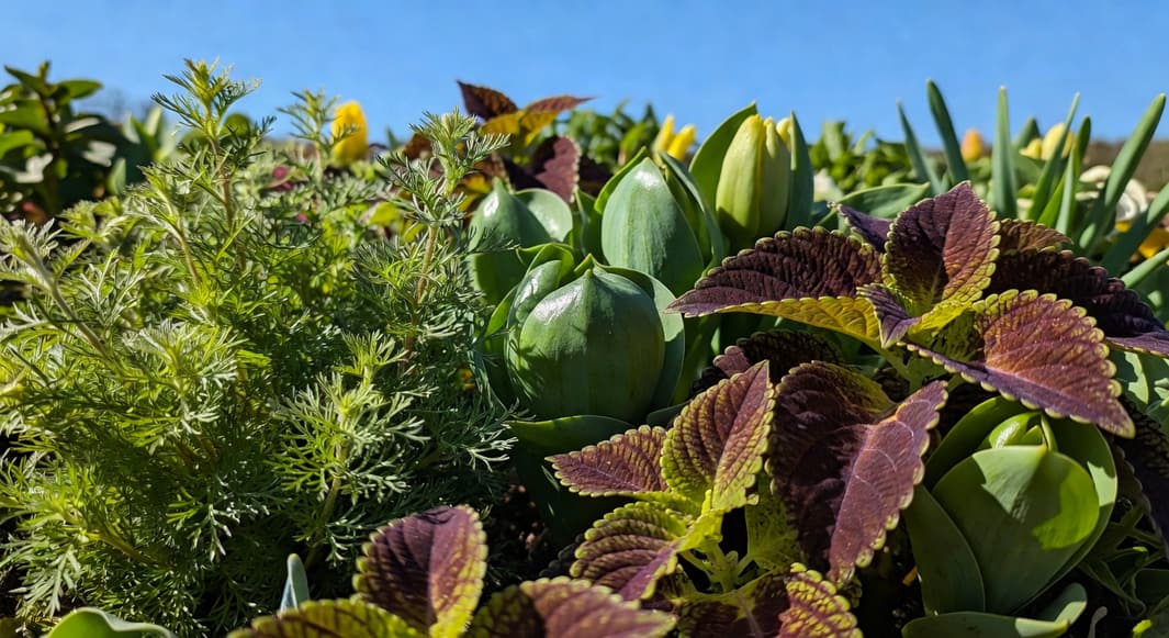 春季花壇植物細節特寫：繡線菊細葉、彩葉草褶皺與光滑球根葉質感對比，展現多樣紋理。