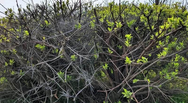 春季花園大掃除