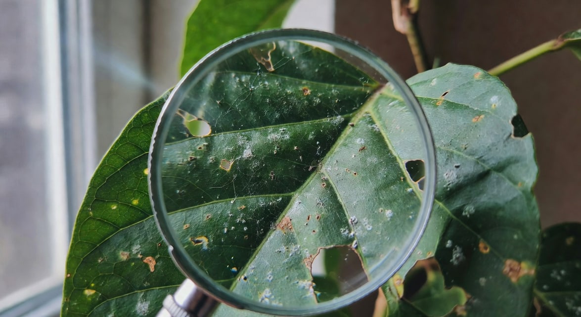 放大鏡下植物葉片顯示常見病蟲害跡象