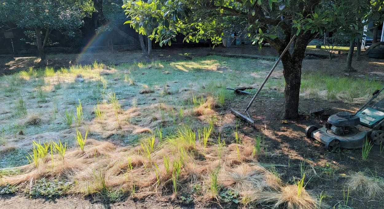 春季草坪復甦全攻略:一個下午讓你的草坪脫胎換骨