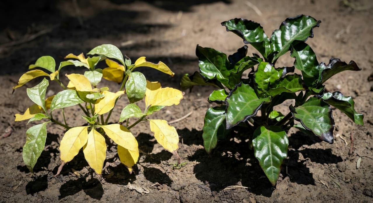植物缺肥與過量症狀並排比較：葉片色澤變化、邊緣乾枯及形態差異