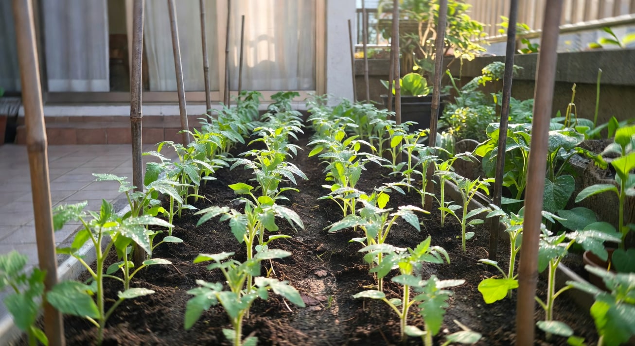 台灣春季菜圃,整齊番茄苗移植後,旁邊支架,清晨陽光住宅庭院風格