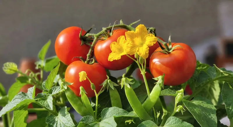 成熟番茄紅閃閃藤上、黃瓜花黃燦燦、敏豆初結莢陽光充沛