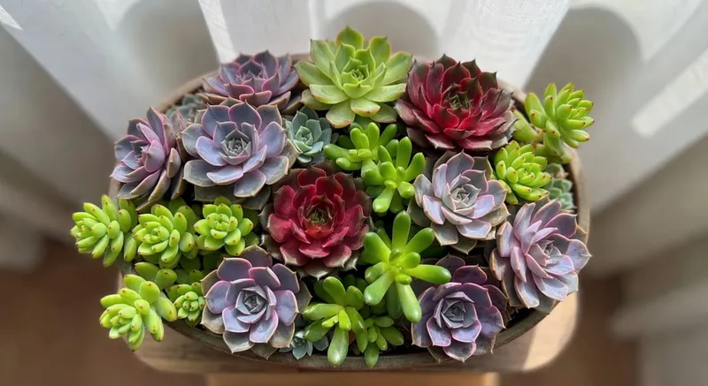 多肉組合盆景藝術