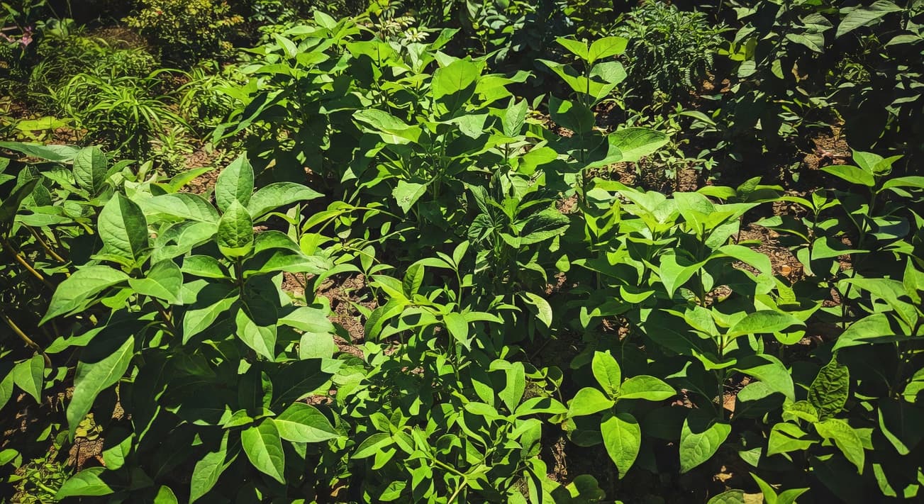 健康花園植物茂盛生長，葉片翠綠無病斑，呈現良好狀態