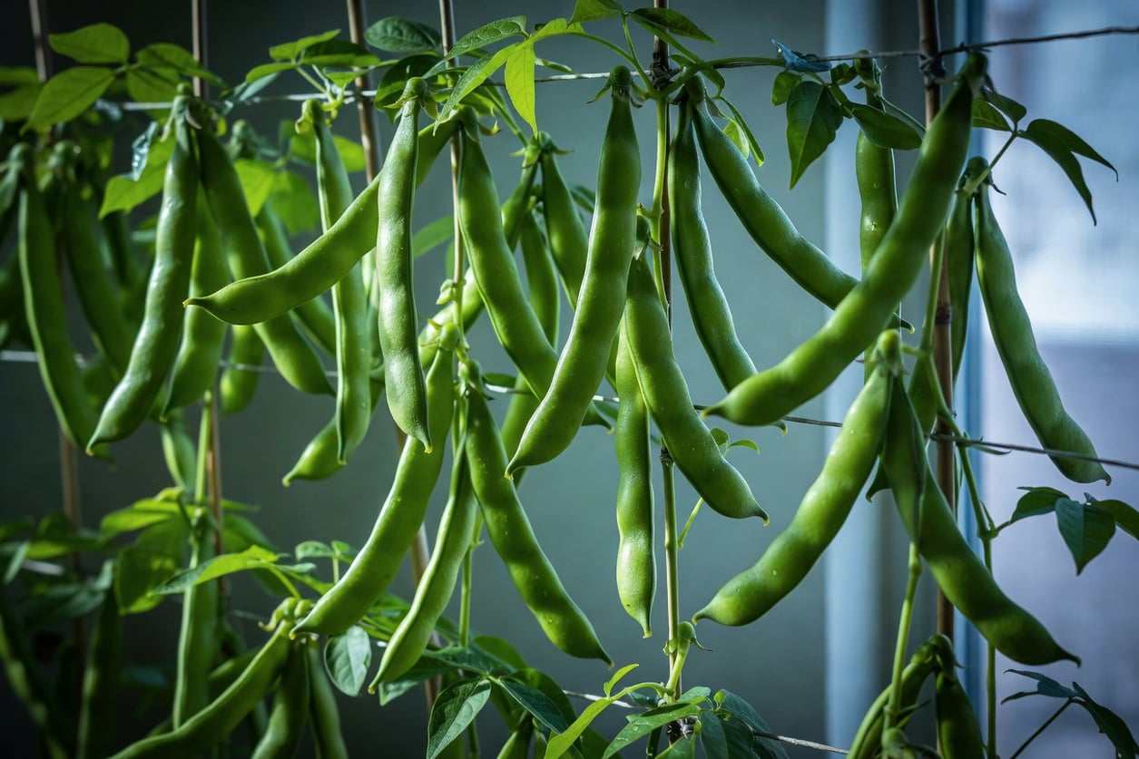 豇豆架上垂掛翠綠飽滿年輕豆莢，展現生機勃勃景象