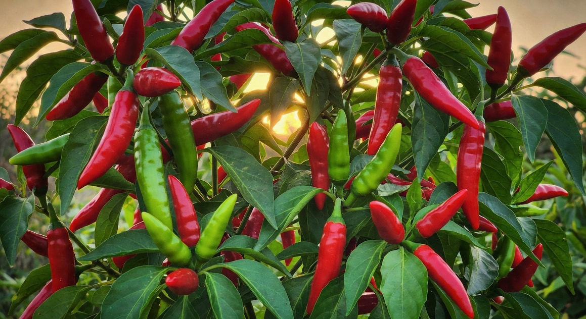 辣椒植株掛滿紅綠相間辣椒，充滿活力與豐收氛圍