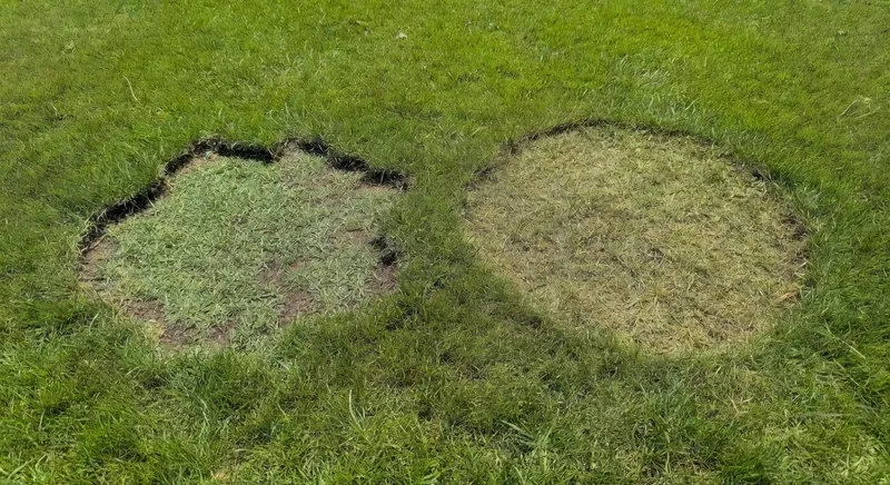 踐踏與病害禿塊對比圖,邊界形狀明顯不同