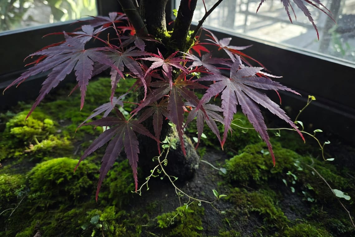 庭園雞爪楓深紫紅葉片，羽毛狀深裂，樹下青苔點綴