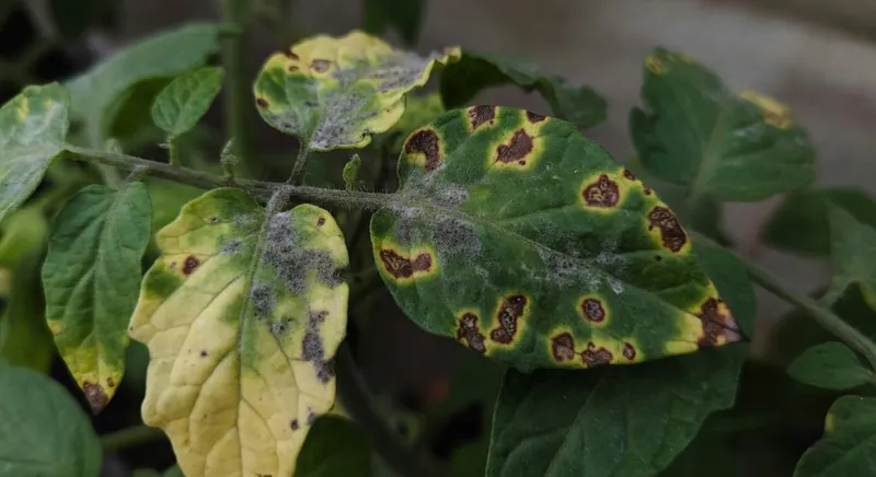 番茄常見病蟲害快速處理