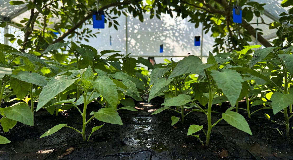 溫室場景中藍色黏板掛在植株上方，土壤施用線蟲液，葉面釋放小花蝽象。