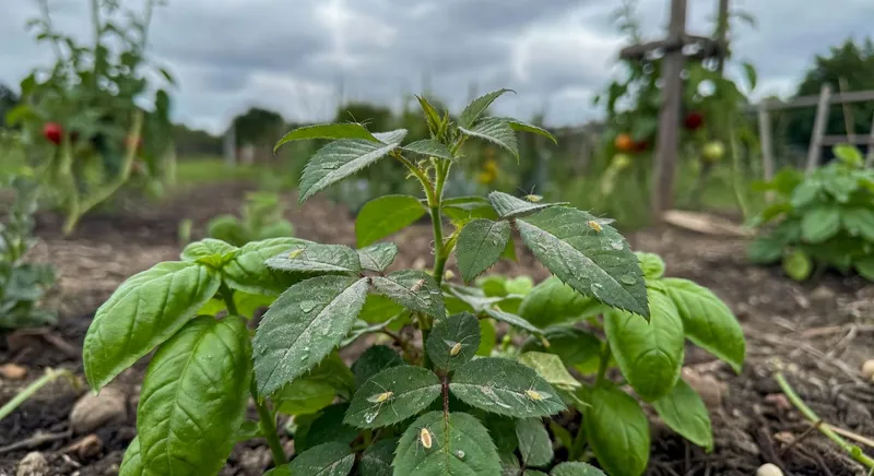 薊馬防治：從辨識到策略制定 - 圖片 2